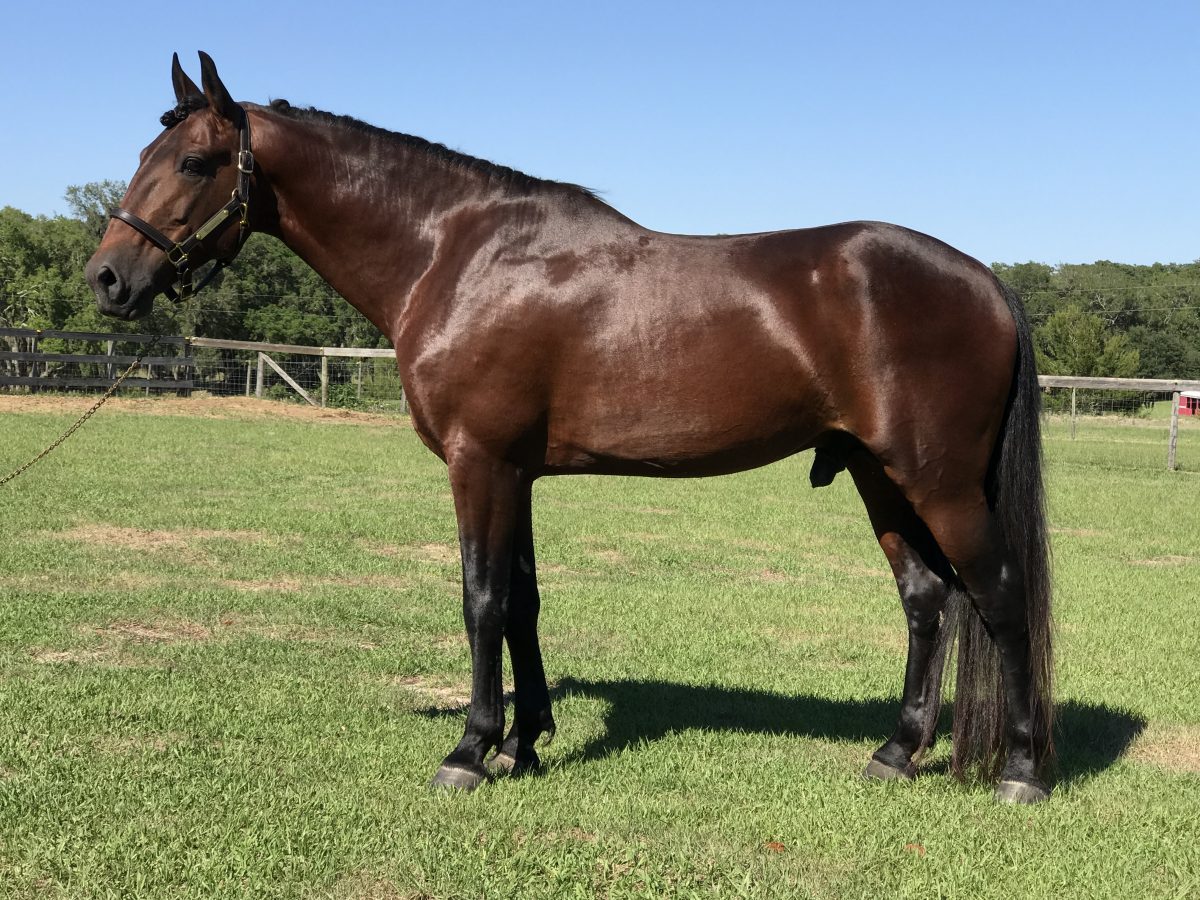 CBHSNA Cleveland Bay Horse Society of North America