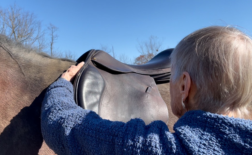 CBHSNA Cleveland Bay Horse Society of North America